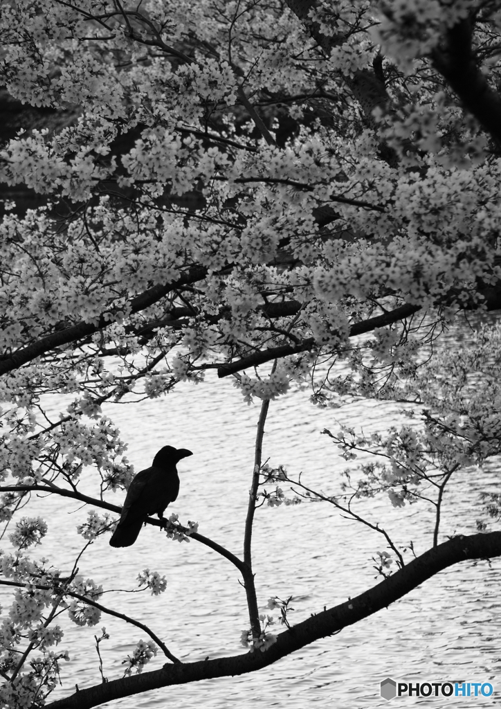 SAKURA MONOCHROME： The Lone Crow