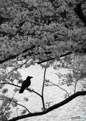 SAKURA MONOCHROME： The Lone Crow