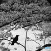 SAKURA MONOCHROME： The Lone Crow
