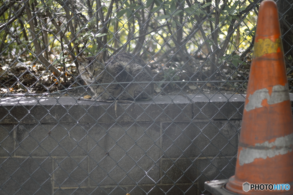 野良猫ブルース #15「フェンスの向こうのもう一人の僕へ」