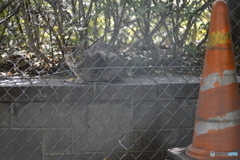 野良猫ブルース #15「フェンスの向こうのもう一人の僕へ」