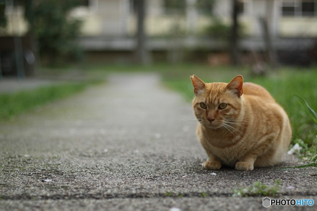 団猫物語 #1「モニャリザの微笑み」