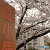 立小便桜
