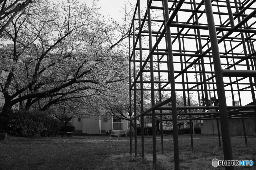SAKURA MONOCHROME：Junglegym #1