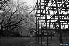 SAKURA MONOCHROME：Junglegym #1