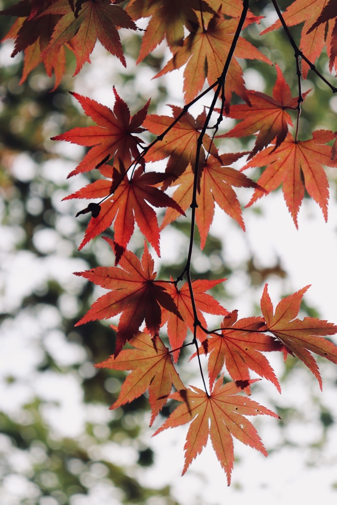 紅葉