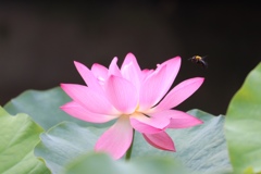 蓮の花