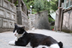 尾道 猫の細道③