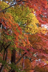 紅葉＠香嵐渓