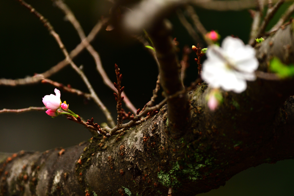 十月桜