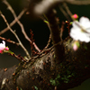 十月桜