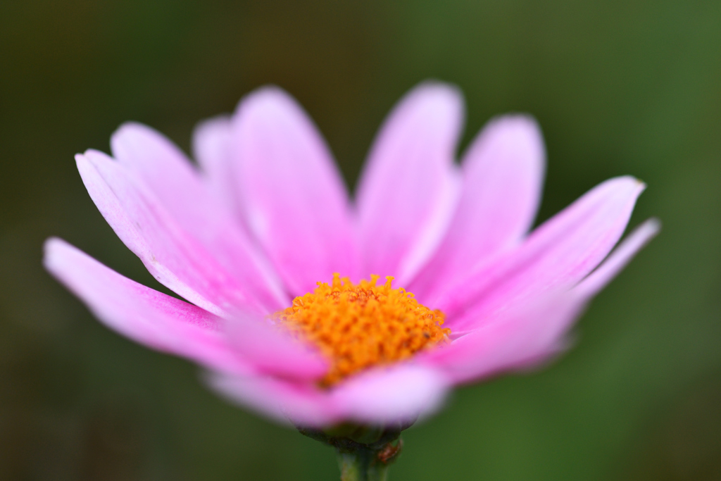 この花は｡。