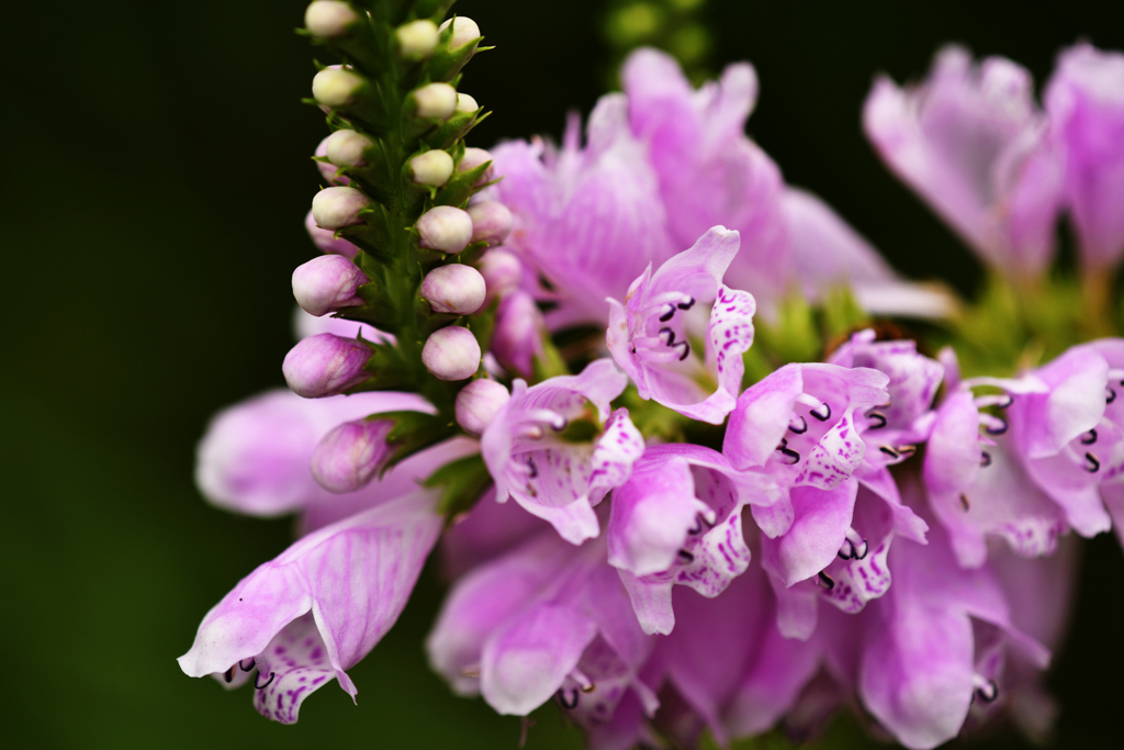 花虎の尾