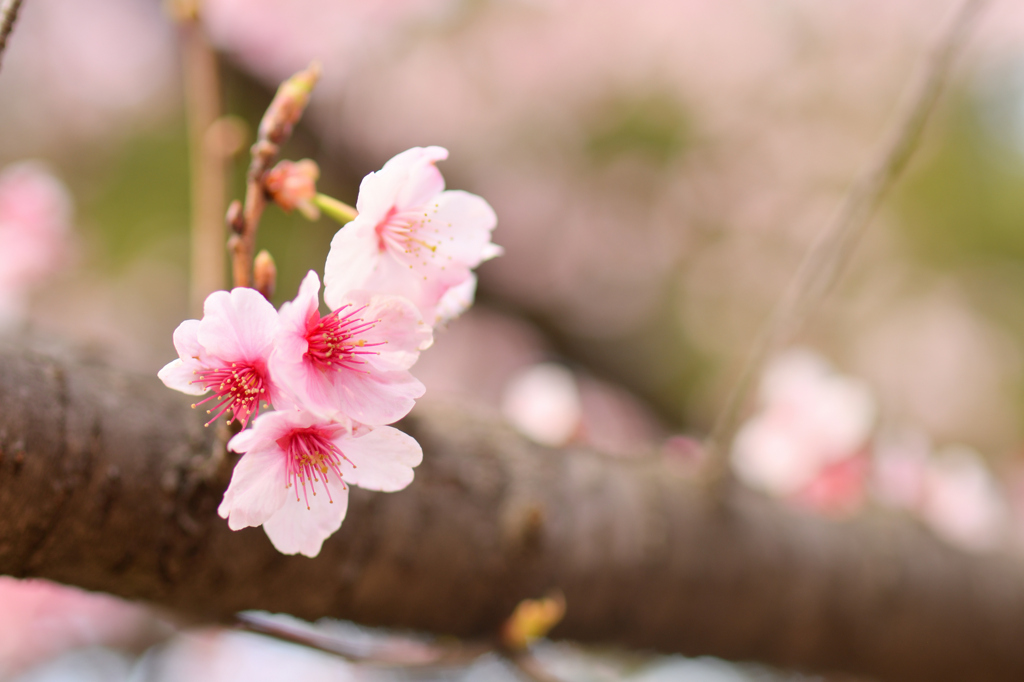 桜③