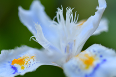 Fringed iris