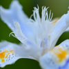 Fringed iris