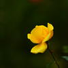 A single rose