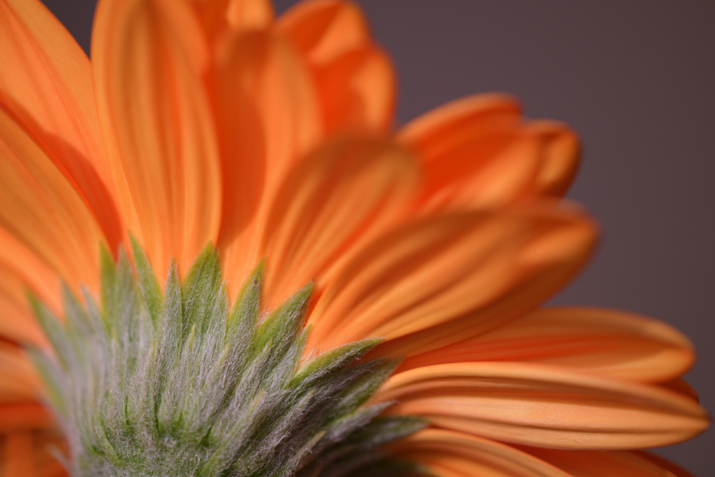 Macro shot in room②