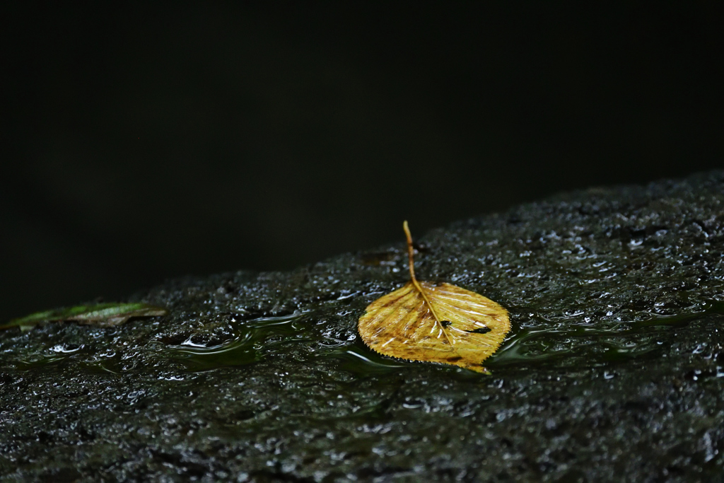 秋の一片