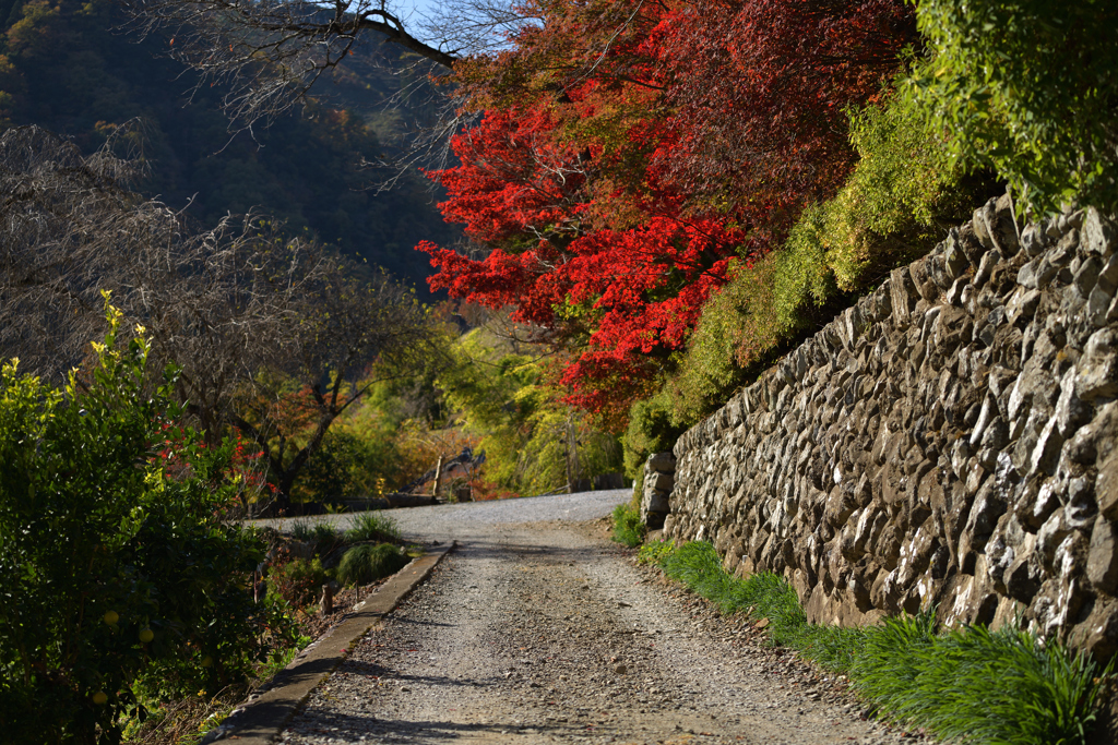 坂道の紅葉