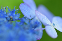 雨上がり