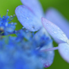 雨上がり