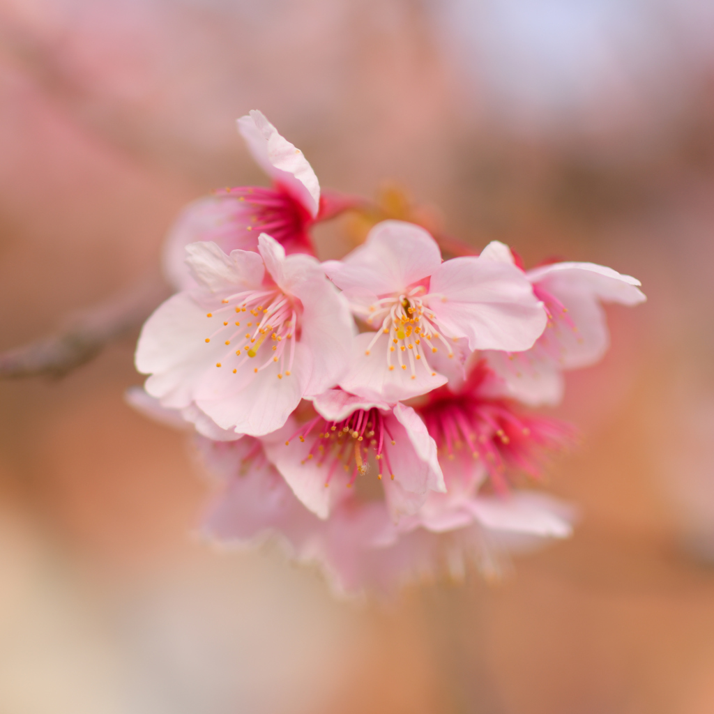 桜①