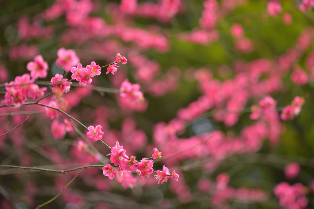 Plum pink