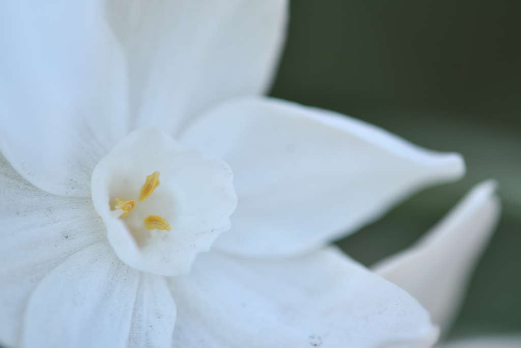 paper white narcissus