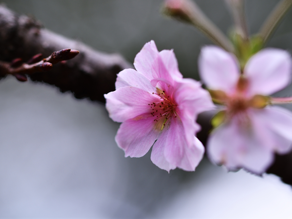 十月桜①