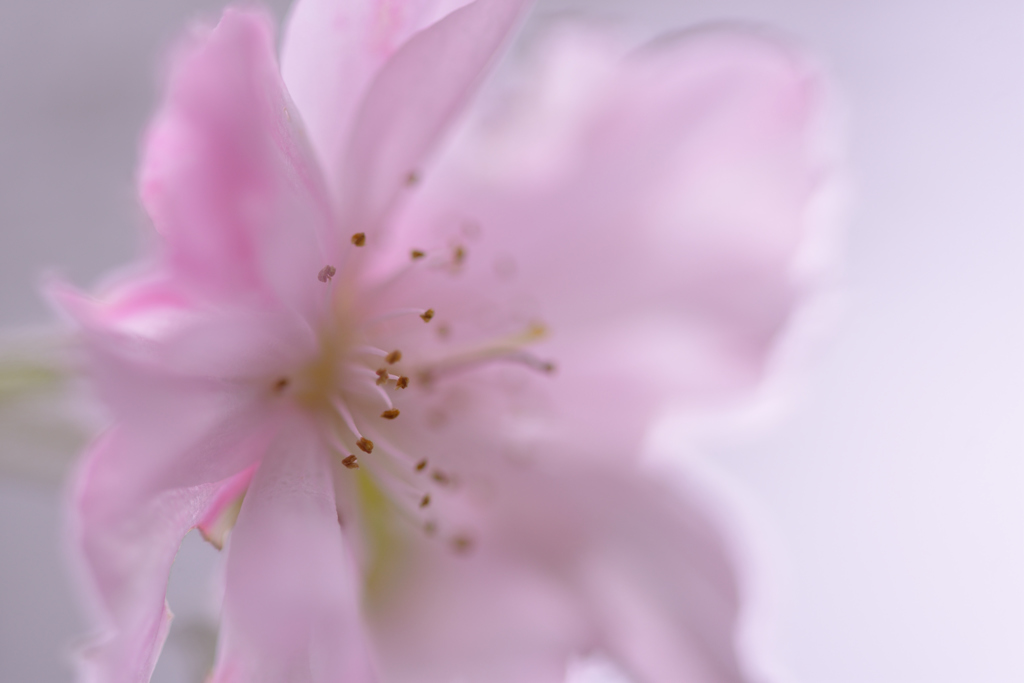 十月桜②