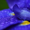 花雫