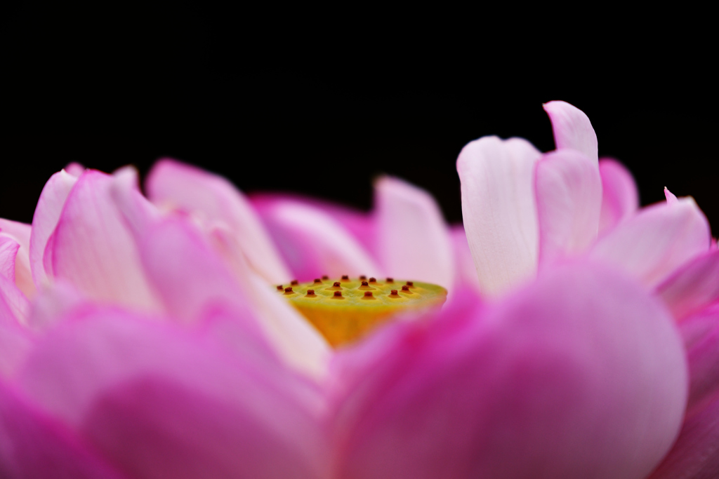 花びらに包まれて