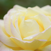 Pale pink