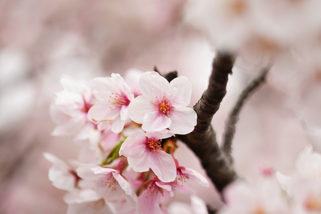 桜②