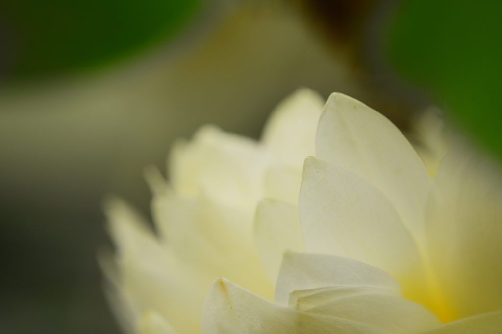 White Lotus