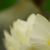 White Lotus