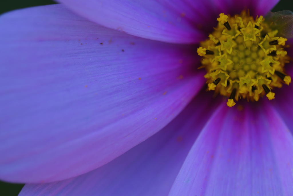 blue color