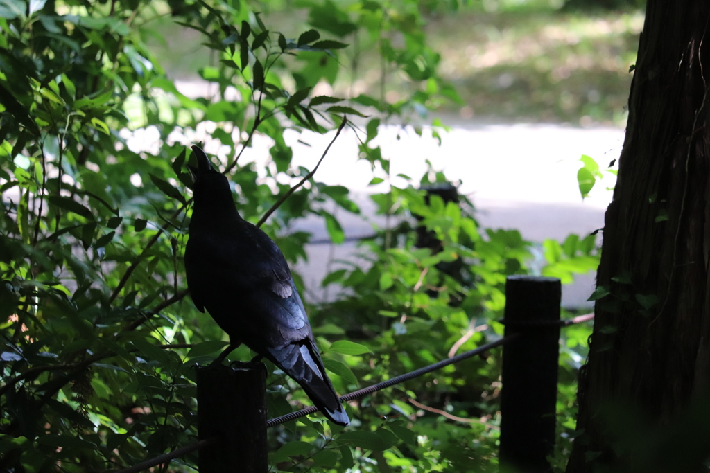 濡羽色の鳴きごえ
