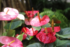 飾らない美しさ