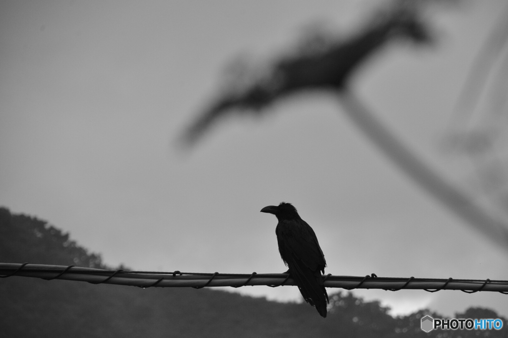 カラスにも傘を。