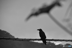 カラスにも傘を。