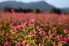 紅い蕎麦畑