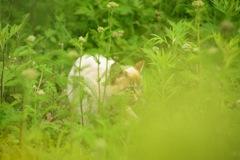 夏草2