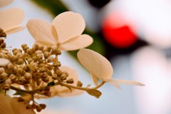 大通りの紫陽花