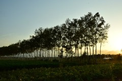夕暮れの防風林