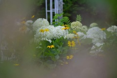 アナベル