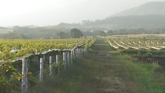 ワイン農場