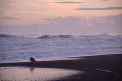 暮れる海岸