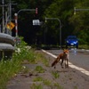 夏毛のキタさん